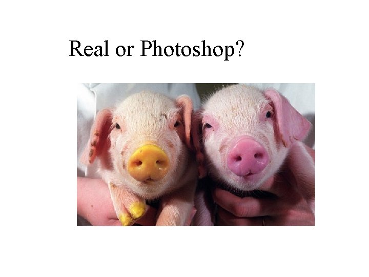 Real or Photoshop? 