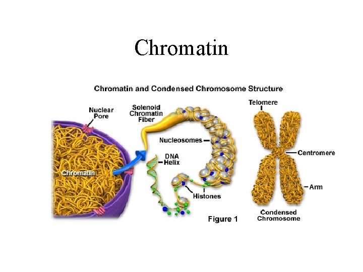 Chromatin 