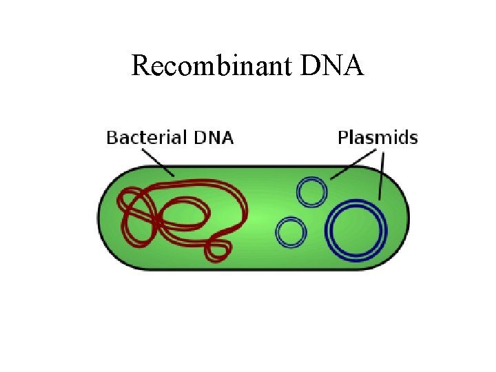 Recombinant DNA 