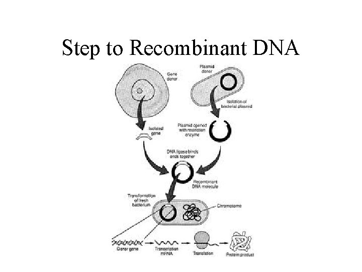 Step to Recombinant DNA 