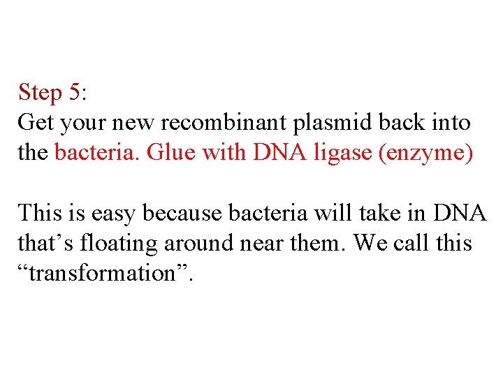 Step 5: Get your new recombinant plasmid back into the bacteria. Glue with DNA