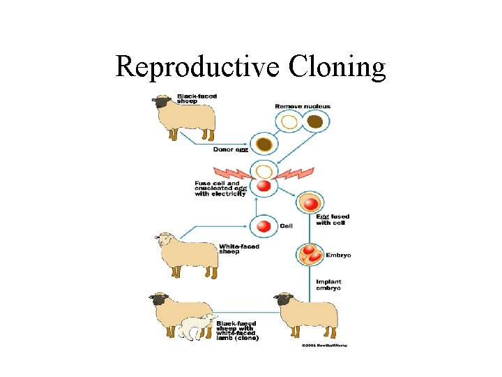 Reproductive Cloning 