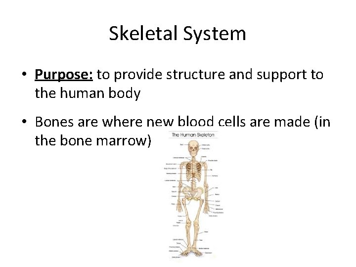 Skeletal System • Purpose: to provide structure and support to the human body •