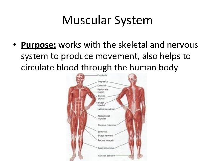 Muscular System • Purpose: works with the skeletal and nervous system to produce movement,