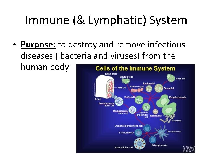 Immune (& Lymphatic) System • Purpose: to destroy and remove infectious diseases ( bacteria