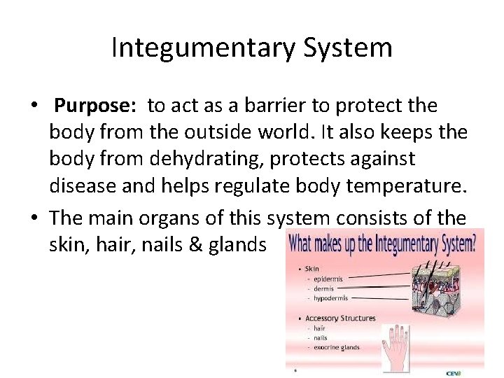 Integumentary System • Purpose: to act as a barrier to protect the body from