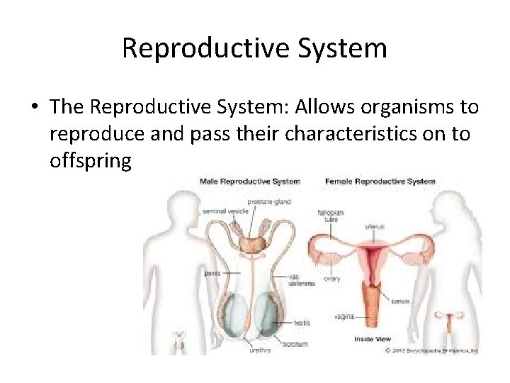 Reproductive System • The Reproductive System: Allows organisms to reproduce and pass their characteristics