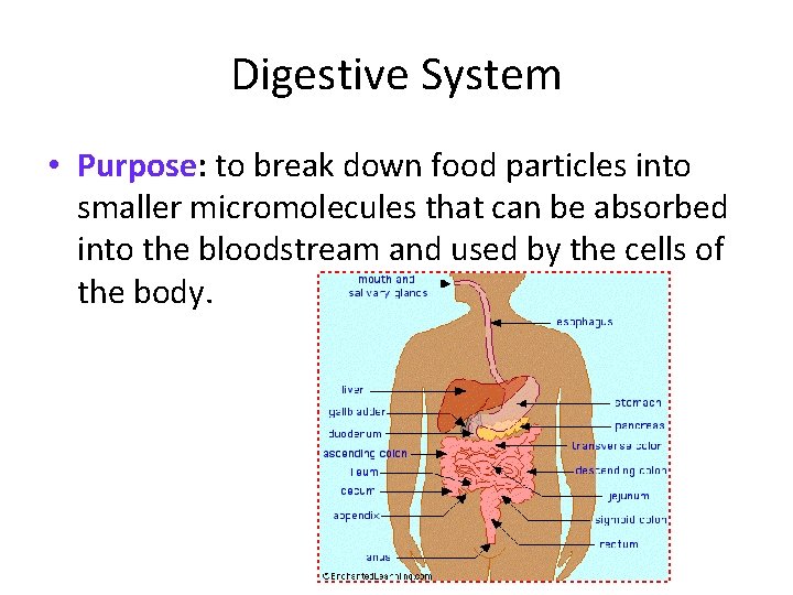 Digestive System • Purpose: to break down food particles into smaller micromolecules that can