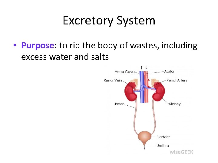 Excretory System • Purpose: to rid the body of wastes, including excess water and