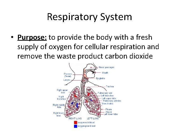 Respiratory System • Purpose: to provide the body with a fresh supply of oxygen