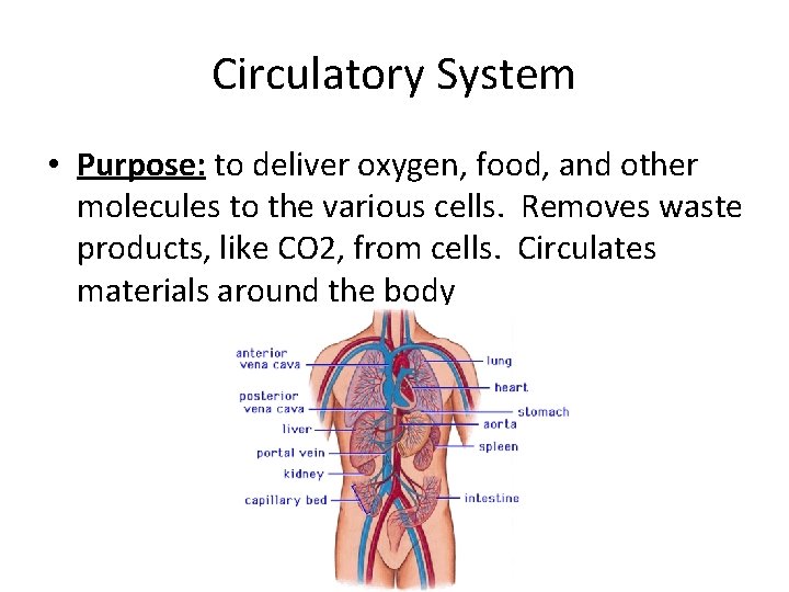 Circulatory System • Purpose: to deliver oxygen, food, and other molecules to the various