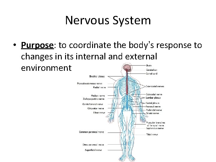 Nervous System • Purpose: to coordinate the body’s response to changes in its internal