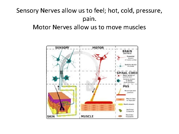 Sensory Nerves allow us to feel; hot, cold, pressure, pain. Motor Nerves allow us