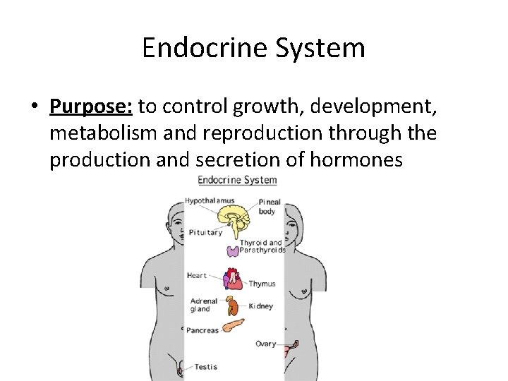 Endocrine System • Purpose: to control growth, development, metabolism and reproduction through the production