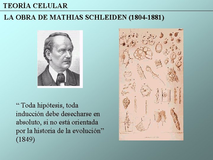 TEORÍA CELULAR LA OBRA DE MATHIAS SCHLEIDEN (1804 -1881) “ Toda hipótesis, toda inducción