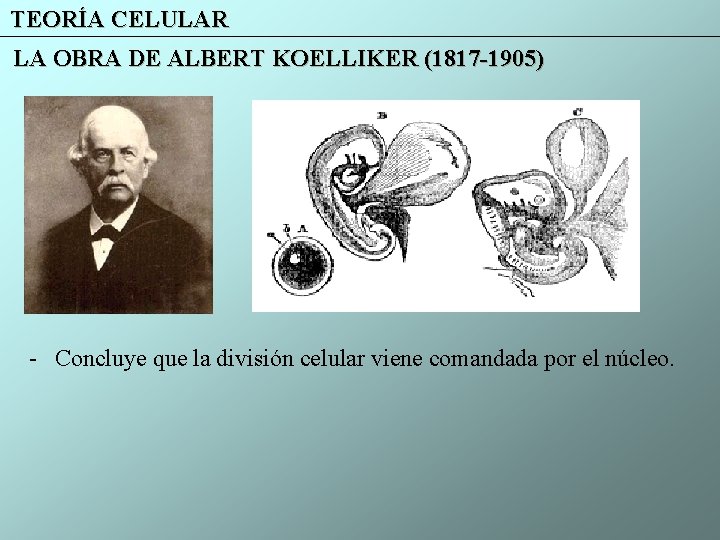 TEORÍA CELULAR LA OBRA DE ALBERT KOELLIKER (1817 -1905) - Concluye que la división