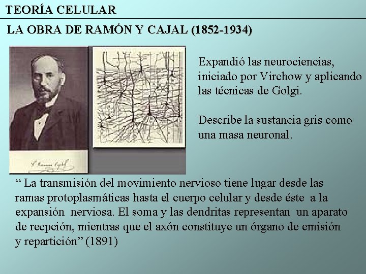 TEORÍA CELULAR LA OBRA DE RAMÓN Y CAJAL (1852 -1934) Expandió las neurociencias, iniciado