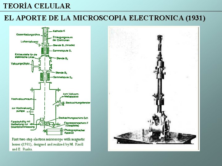 TEORÍA CELULAR EL APORTE DE LA MICROSCOPIA ELECTRONICA (1931) 