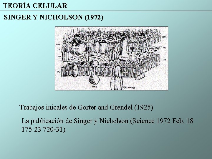 TEORÍA CELULAR SINGER Y NICHOLSON (1972) Trabajos inicales de Gorter and Grendel (1925) La