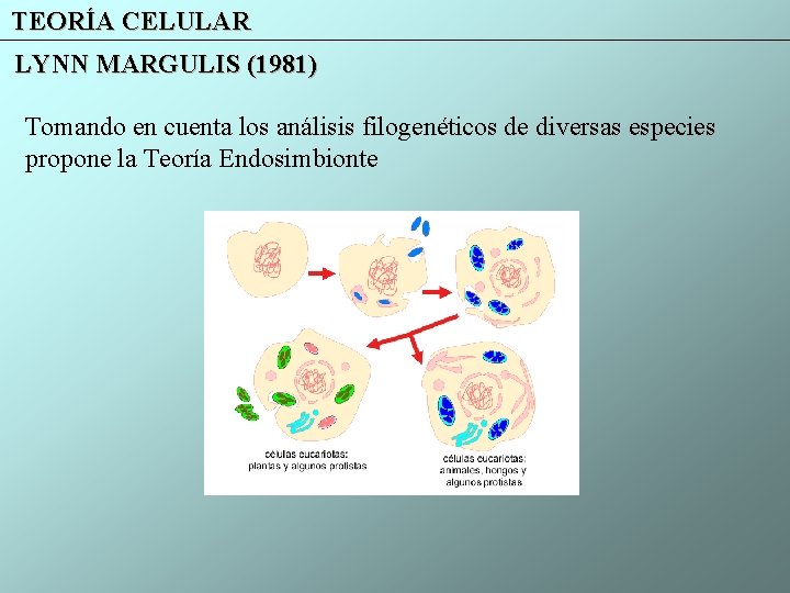 TEORÍA CELULAR LYNN MARGULIS (1981) Tomando en cuenta los análisis filogenéticos de diversas especies