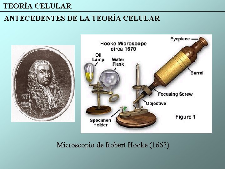TEORÍA CELULAR ANTECEDENTES DE LA TEORÍA CELULAR Microscopio de Robert Hooke (1665) 