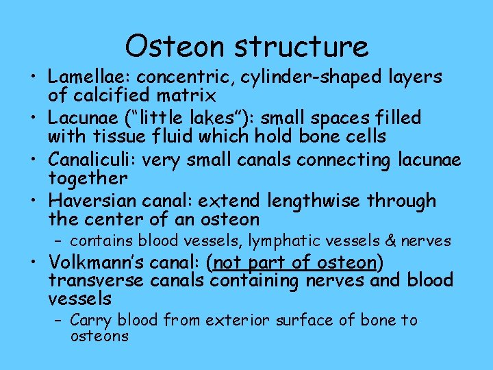 Osteon structure • Lamellae: concentric, cylinder-shaped layers of calcified matrix • Lacunae (“little lakes”):