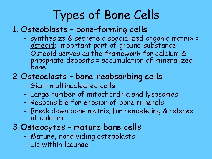 Types of Bone Cells 1. Osteoblasts – bone-forming cells – synthesize & secrete a