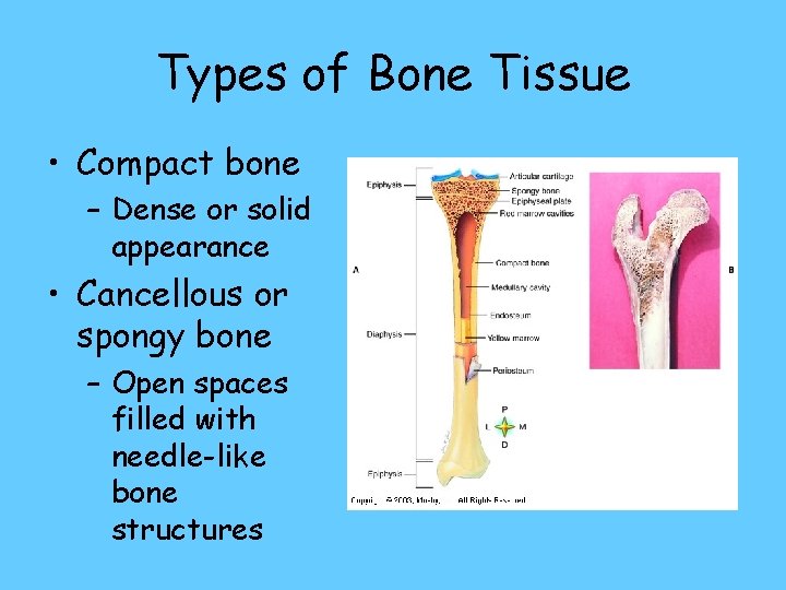 Types of Bone Tissue • Compact bone – Dense or solid appearance • Cancellous