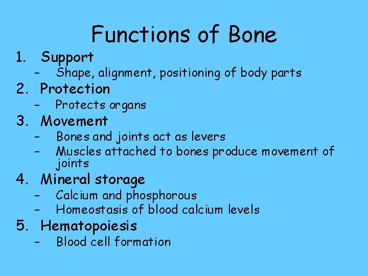 Functions of Bone 1. Support – Shape, alignment, positioning of body parts – Protects
