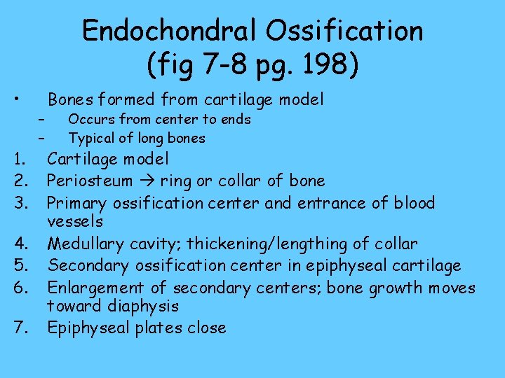 Endochondral Ossification (fig 7 -8 pg. 198) • 1. 2. 3. 4. 5. 6.