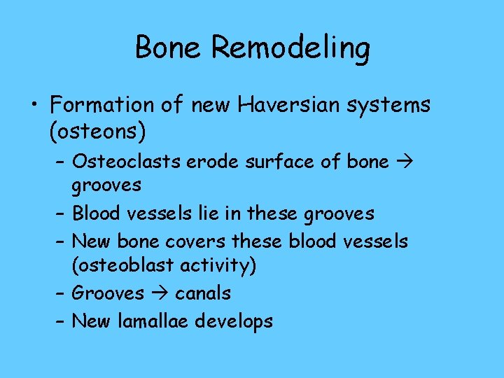 Bone Remodeling • Formation of new Haversian systems (osteons) – Osteoclasts erode surface of