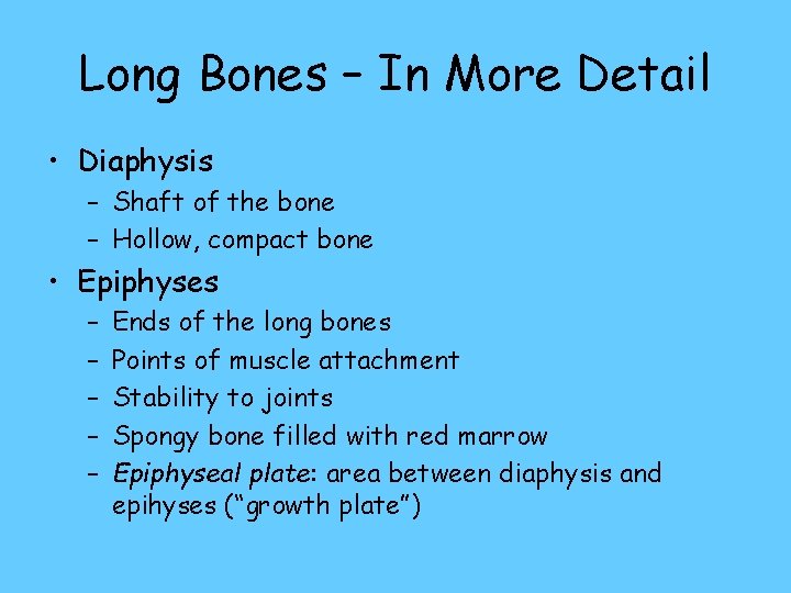Long Bones – In More Detail • Diaphysis – Shaft of the bone –