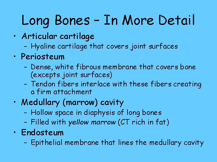 Long Bones – In More Detail • Articular cartilage – Hyaline cartilage that covers