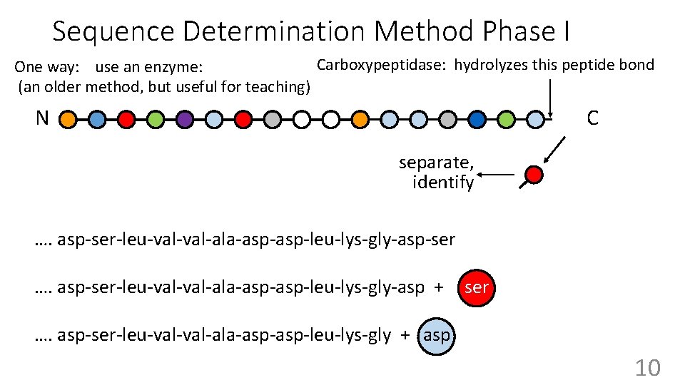 Sequence Determination Method Phase I Carboxypeptidase: hydrolyzes this peptide bond One way: use an