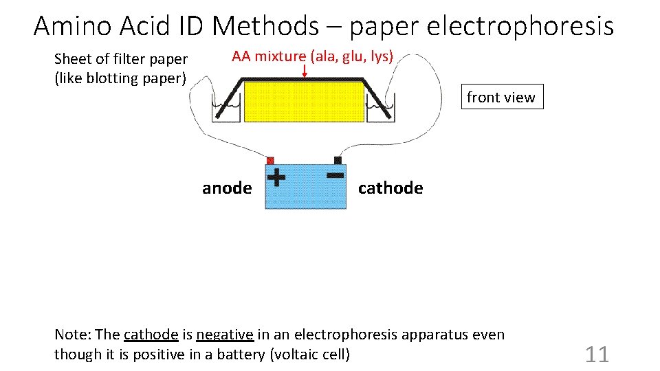 Amino Acid ID Methods – paper electrophoresis AA mixture (ala, glu, lys) Sheet of