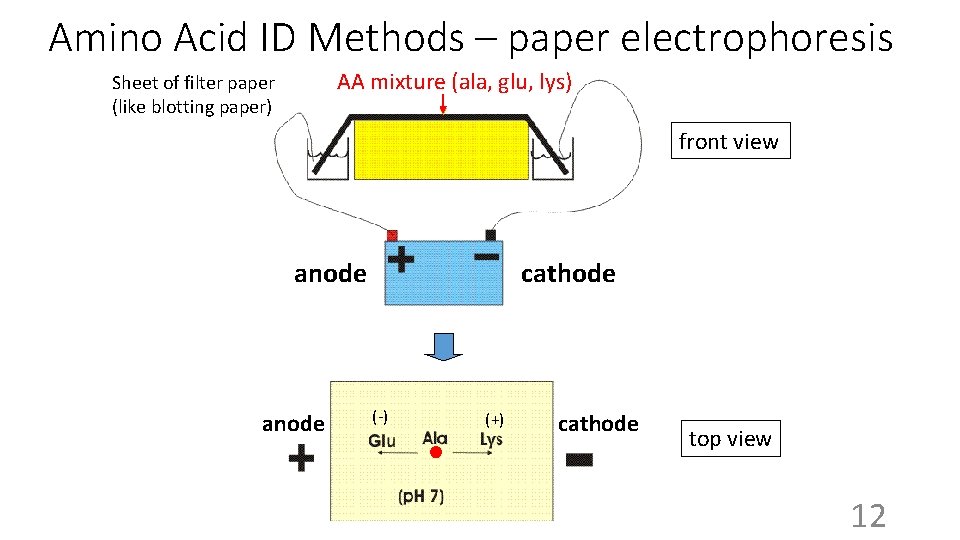 Amino Acid ID Methods – paper electrophoresis AA mixture (ala, glu, lys) Sheet of