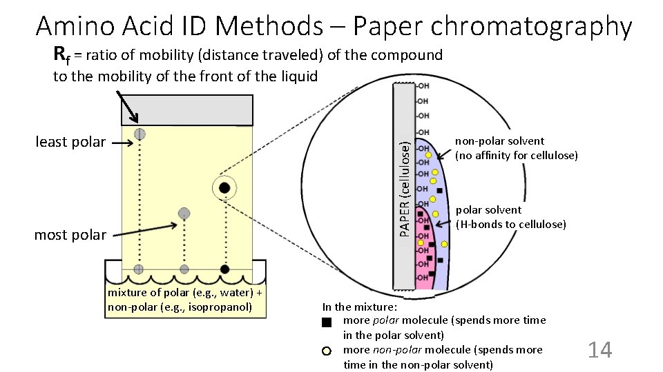 Amino Acid ID Methods – Paper chromatography Rf = ratio of mobility (distance traveled)