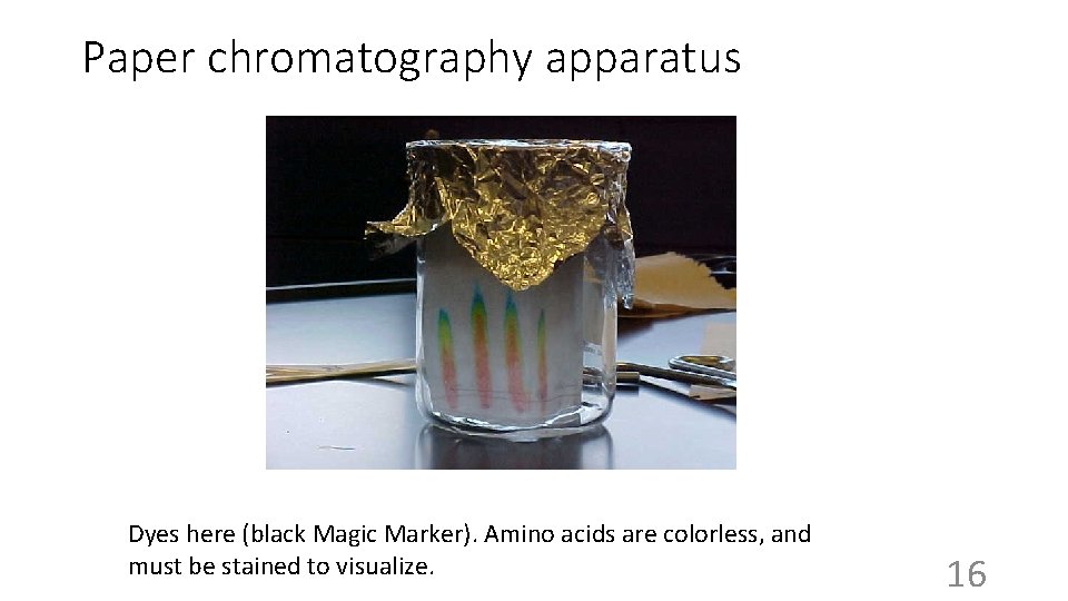 Paper chromatography apparatus Dyes here (black Magic Marker). Amino acids are colorless, and must