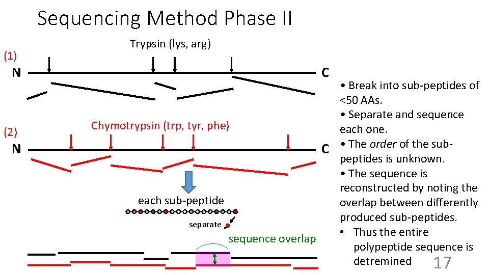 Sequencing Method Phase II (1) N (2) N Trypsin (lys, arg) C • Break