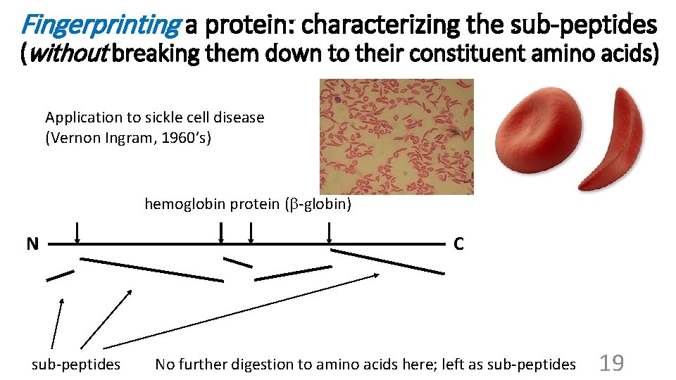 Fingerprinting a protein: characterizing the sub-peptides (without breaking them down to their constituent amino