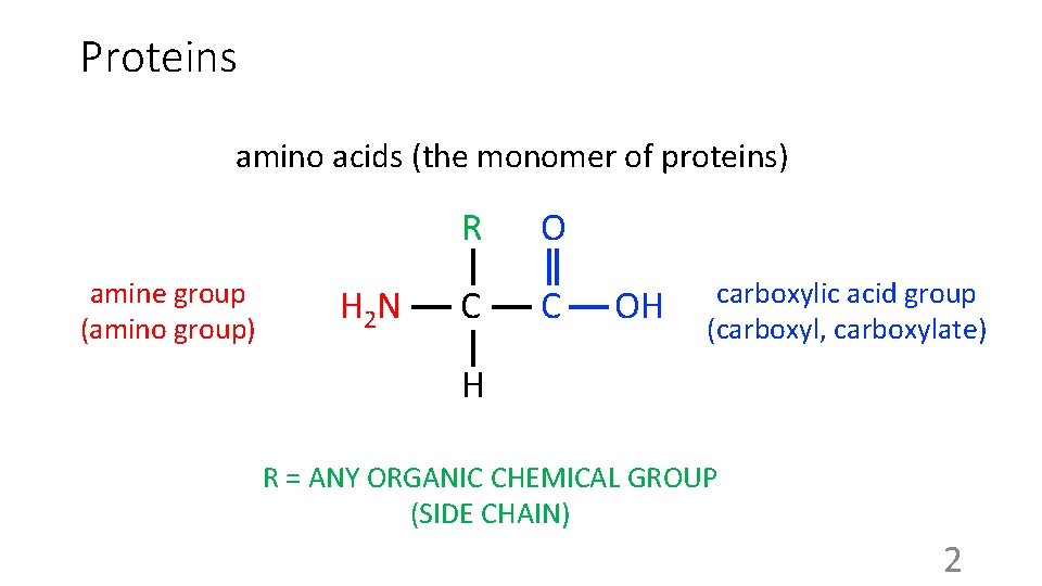 Proteins amino acids (the monomer of proteins) R amine group (amino group) H 2