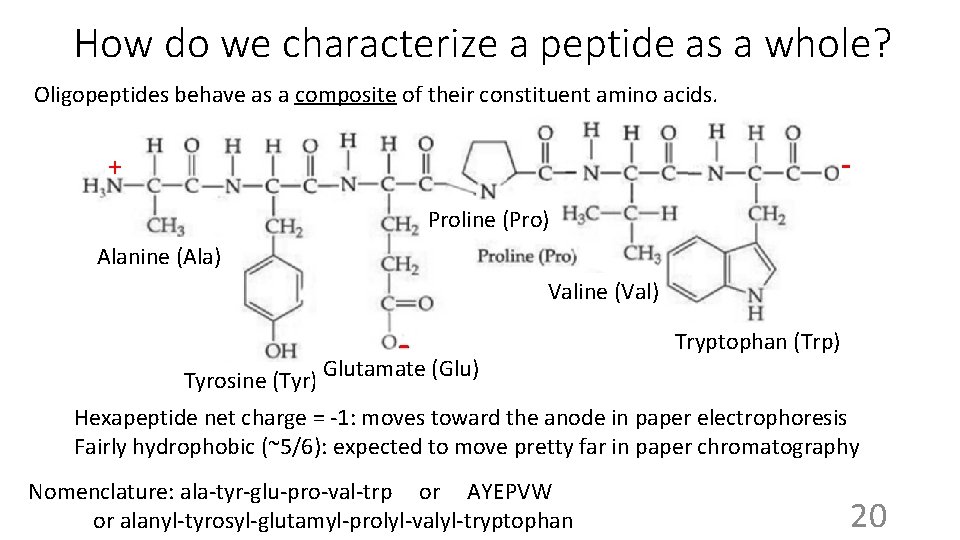 How do we characterize a peptide as a whole? Oligopeptides behave as a composite