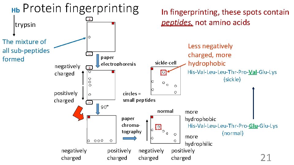Hb Protein fingerprinting + trypsin The mixture of all sub-peptides formed In fingerprinting, these