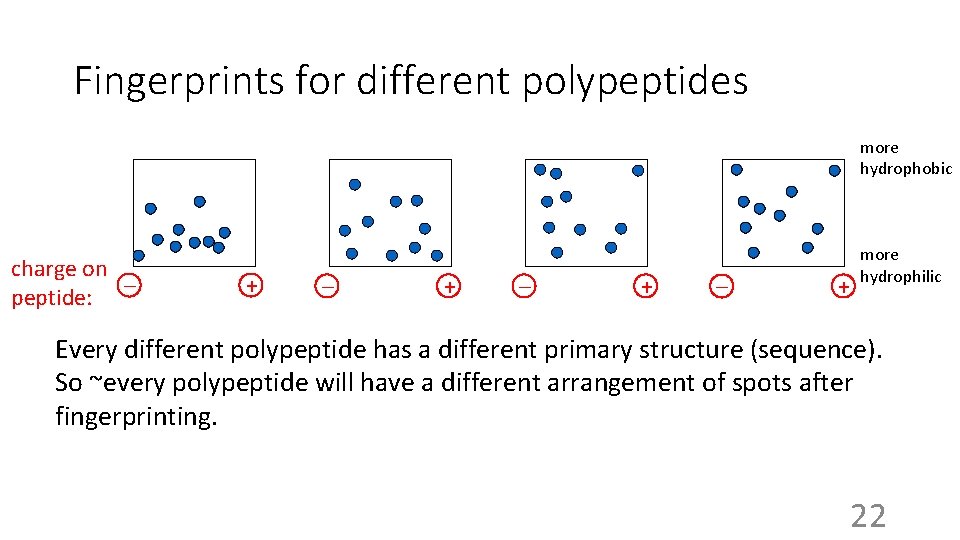 Fingerprints for different polypeptides more hydrophobic charge on _ peptide: + _ + _
