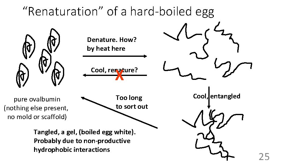 “Renaturation” of a hard-boiled egg Denature. How? by heat here X Cool, renature? pure