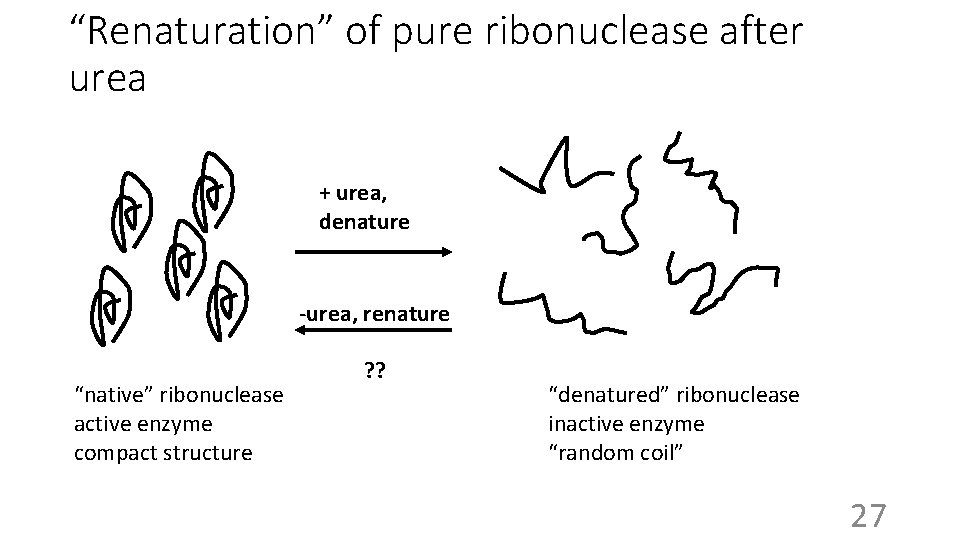 “Renaturation” of pure ribonuclease after urea + urea, denature -urea, renature “native” ribonuclease active