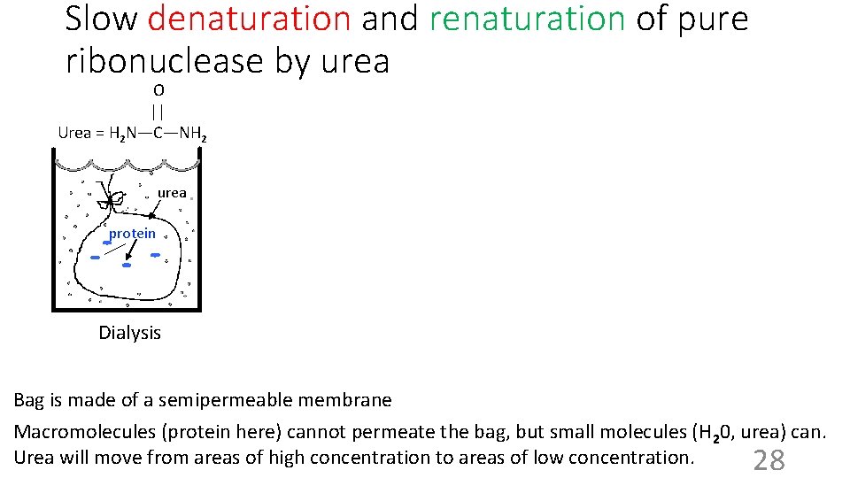 Slow denaturation and renaturation of pure ribonuclease by urea O || Urea = H