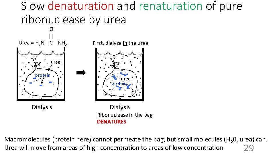 Slow denaturation and renaturation of pure ribonuclease by urea O || Urea = H