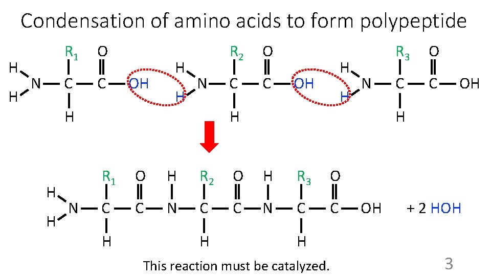 Condensation of amino acids to form polypeptide H H N R 1 O C