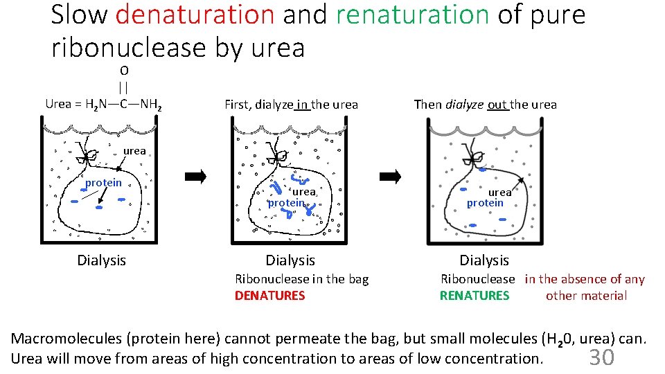 Slow denaturation and renaturation of pure ribonuclease by urea O || Urea = H